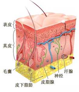 皮肤的结构