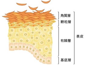 角质层结构