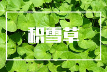 Sisley与大宝隔得有多远?——那是积雪草的距离!谈谈积雪草的功效与作用–真魅博客