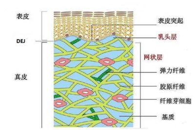 皮肤组织