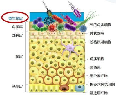 微生物层