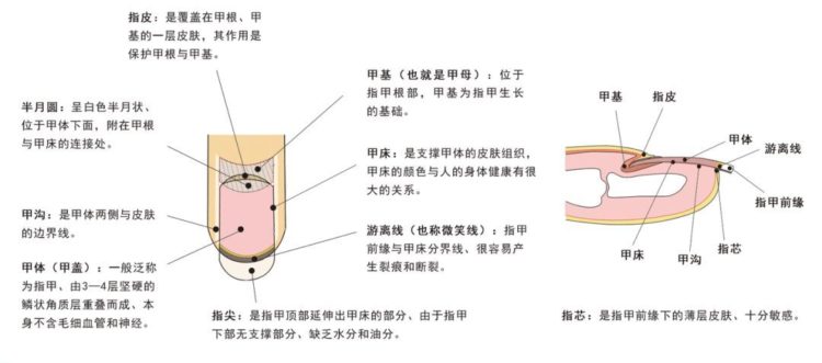 指甲构成图