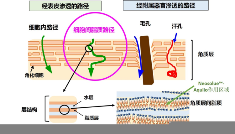 Neosolue™-Aqulio能提高水溶性成分对角质层渗透的效果