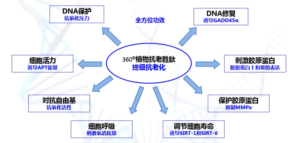 苏菲娜芯美颜卸妆洁面泡沫