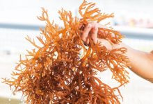 藻类对皮肤有什么好处?–真魅博客