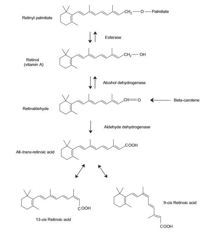 【视黄醇棕榈酸酯】转化到A酸