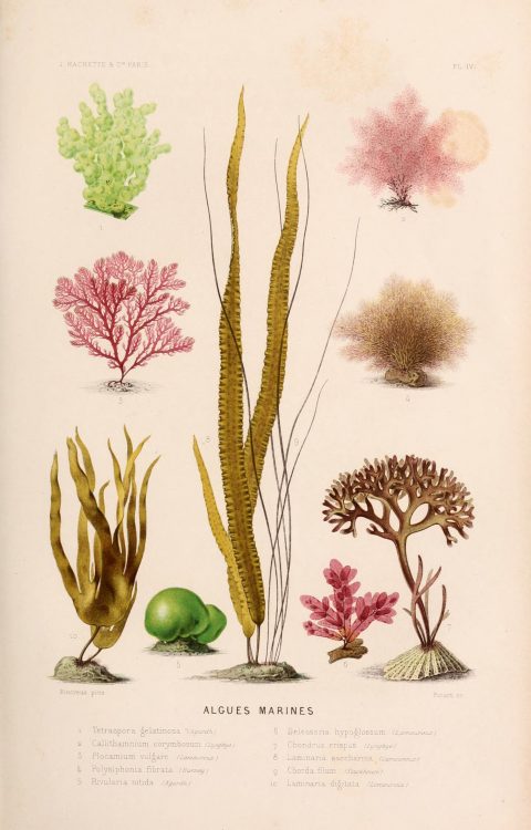 海藻类型