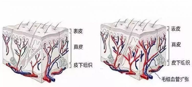 皮肤层