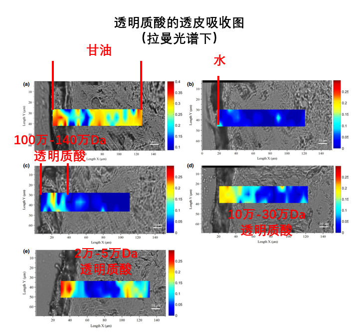 不同分子量的透明质酸都可以被皮肤吸收