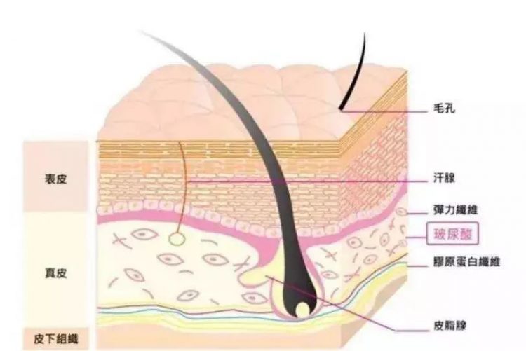 皮肤层