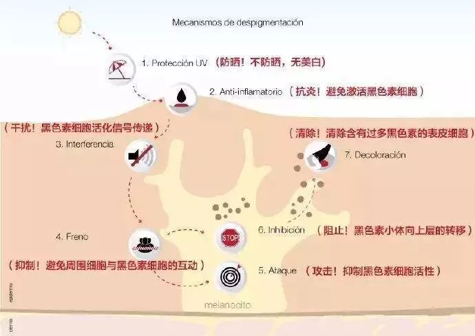 美白需要考虑的各个步骤