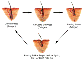 Hair-Loss