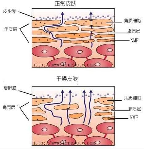 skindry.jpg 拷贝